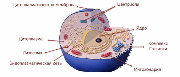 Как выглядит цитоплазма на рисунке