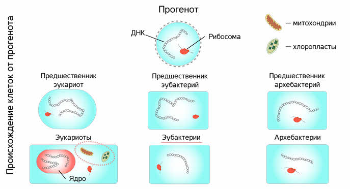 Основные этапы эволюции клетки эукариот