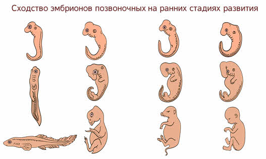 Стадии развития эмбрионов позвоночных. Сходство эмбрионов позвоночных на ранних стадиях развития. Сходство зародышей на ранних стадиях развития. Стадии развития зародыша позвоночных. Эмбриоды человека на ранних стадиях развития.