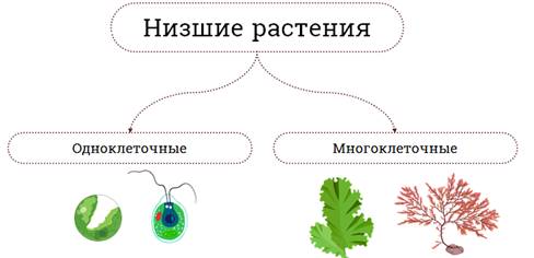 Размножение и развитие низших растений. Высшие и низшие растения. Разница между высшими и низшими растениями. Эволюция низших растений. Высшие растения и низшие растения различия.