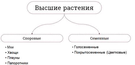 Что относят к низшим растениям