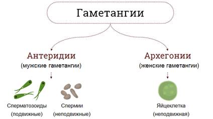 Что относят к низшим растениям