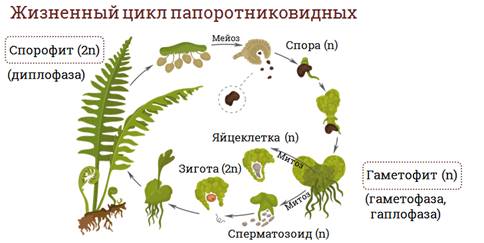 Что относят к низшим растениям