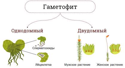 Низшие растения 4 класс. Высшие и низшие растения. Примеры низших растений. Разница между высшими и низшими растениями. Высшие растения и низшие растения.