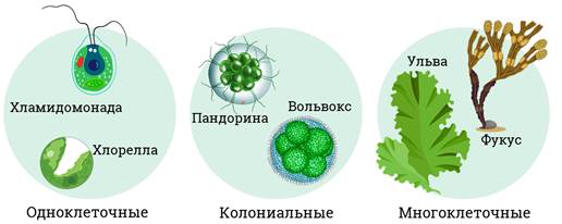 Водоросли