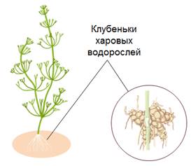 какое размножение присуще водорослям