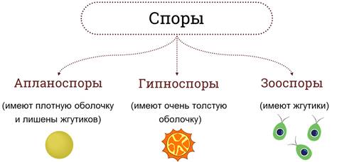 какое размножение присуще водорослям