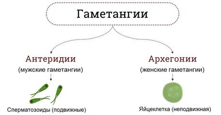 какое размножение присуще водорослям