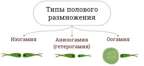 какое размножение присуще водорослям