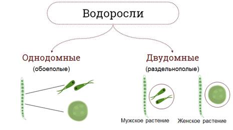 какое размножение присуще водорослям