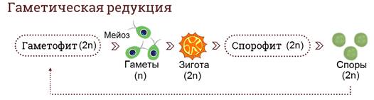 какое размножение присуще водорослям