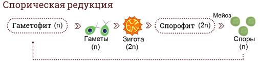 какое размножение присуще водорослям