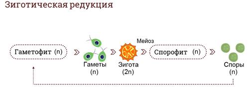 какое размножение присуще водорослям