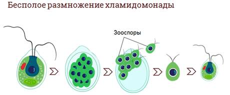 какое размножение присуще водорослям