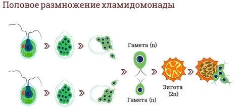 какое размножение присуще водорослям