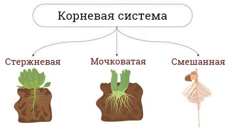 Распределить корень. Видоизменения корней ОГЭ.