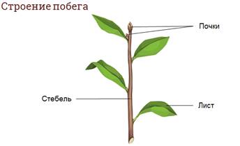 Количество узлов в стебле. Что такое междоузлие и пазуха листа. Узлы и междоузлия стебля. Строение междоузлия. Узел междоузлие пазуха листа.