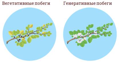 в чем состоит основное предназначение пазушной почки. Смотреть фото в чем состоит основное предназначение пазушной почки. Смотреть картинку в чем состоит основное предназначение пазушной почки. Картинка про в чем состоит основное предназначение пазушной почки. Фото в чем состоит основное предназначение пазушной почки