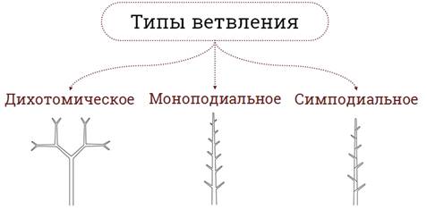 в чем состоит основное предназначение пазушной почки. Смотреть фото в чем состоит основное предназначение пазушной почки. Смотреть картинку в чем состоит основное предназначение пазушной почки. Картинка про в чем состоит основное предназначение пазушной почки. Фото в чем состоит основное предназначение пазушной почки