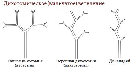 в чем состоит основное предназначение пазушной почки. Смотреть фото в чем состоит основное предназначение пазушной почки. Смотреть картинку в чем состоит основное предназначение пазушной почки. Картинка про в чем состоит основное предназначение пазушной почки. Фото в чем состоит основное предназначение пазушной почки