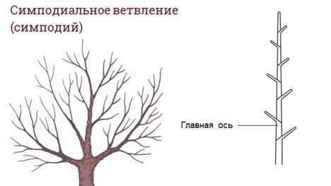 в чем состоит основное предназначение пазушной почки. Смотреть фото в чем состоит основное предназначение пазушной почки. Смотреть картинку в чем состоит основное предназначение пазушной почки. Картинка про в чем состоит основное предназначение пазушной почки. Фото в чем состоит основное предназначение пазушной почки