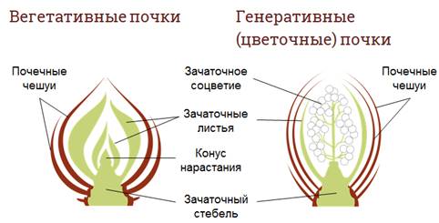 в чем состоит основное предназначение пазушной почки. Смотреть фото в чем состоит основное предназначение пазушной почки. Смотреть картинку в чем состоит основное предназначение пазушной почки. Картинка про в чем состоит основное предназначение пазушной почки. Фото в чем состоит основное предназначение пазушной почки