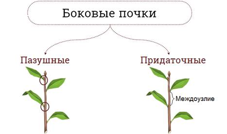 Почему почки часто называют биологическим фильтром. Пазушные и придаточные почки. ПАЗУШНАЯ почка предназначение. Боковые почки пазушные и придаточные. Бриофиллюм придаточные почки.