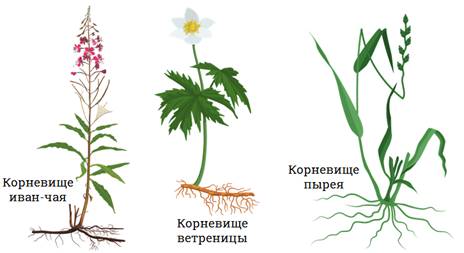 На верхушке корневища пырея можно обнаружить что. Смотреть фото На верхушке корневища пырея можно обнаружить что. Смотреть картинку На верхушке корневища пырея можно обнаружить что. Картинка про На верхушке корневища пырея можно обнаружить что. Фото На верхушке корневища пырея можно обнаружить что