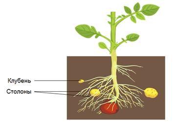 Придаточные корни и столоны. Столоны надземные и подземные. Надземные столоны земляники. Столоны картофеля. Подземный столон.