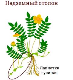 На верхушке корневища пырея можно обнаружить что. Смотреть фото На верхушке корневища пырея можно обнаружить что. Смотреть картинку На верхушке корневища пырея можно обнаружить что. Картинка про На верхушке корневища пырея можно обнаружить что. Фото На верхушке корневища пырея можно обнаружить что