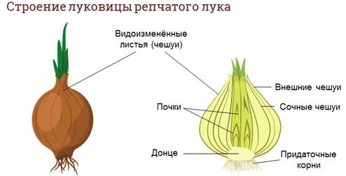 Какое строение имеет луковица