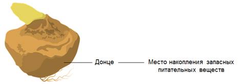 На верхушке корневища пырея можно обнаружить что. Смотреть фото На верхушке корневища пырея можно обнаружить что. Смотреть картинку На верхушке корневища пырея можно обнаружить что. Картинка про На верхушке корневища пырея можно обнаружить что. Фото На верхушке корневища пырея можно обнаружить что