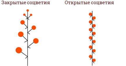 На верхушке корневища пырея можно обнаружить что. Смотреть фото На верхушке корневища пырея можно обнаружить что. Смотреть картинку На верхушке корневища пырея можно обнаружить что. Картинка про На верхушке корневища пырея можно обнаружить что. Фото На верхушке корневища пырея можно обнаружить что