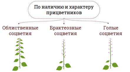 На верхушке корневища пырея можно обнаружить что. Смотреть фото На верхушке корневища пырея можно обнаружить что. Смотреть картинку На верхушке корневища пырея можно обнаружить что. Картинка про На верхушке корневища пырея можно обнаружить что. Фото На верхушке корневища пырея можно обнаружить что