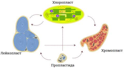 Что определяет зеленую окраску листьев