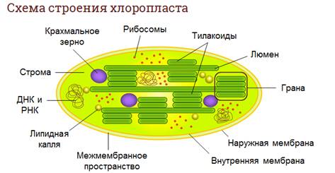 Что определяет зеленую окраску листьев