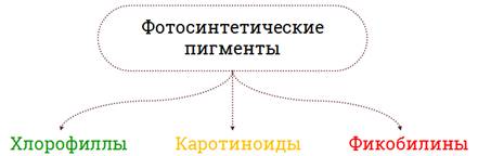 Что определяет зеленую окраску листьев