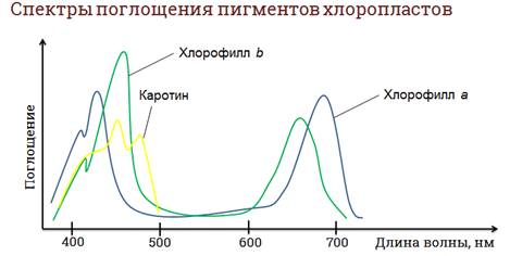 Что определяет зеленую окраску листьев