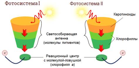 Что определяет зеленую окраску листьев