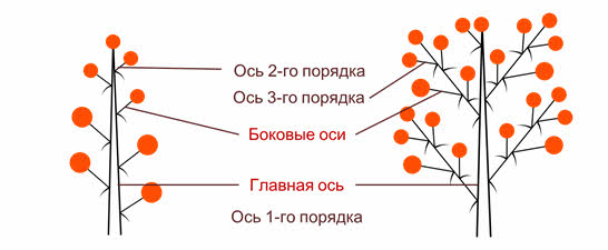 Схема соцветия простой зонтик