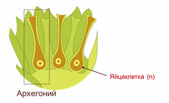 чем размножаются мхи и папоротники. Смотреть фото чем размножаются мхи и папоротники. Смотреть картинку чем размножаются мхи и папоротники. Картинка про чем размножаются мхи и папоротники. Фото чем размножаются мхи и папоротники
