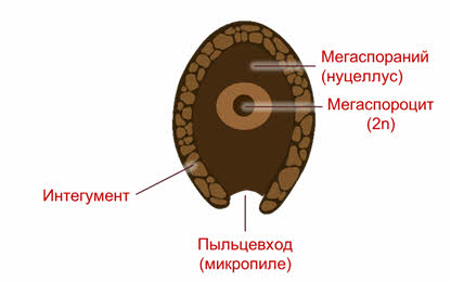 какое размножение характерно для хвойных растений