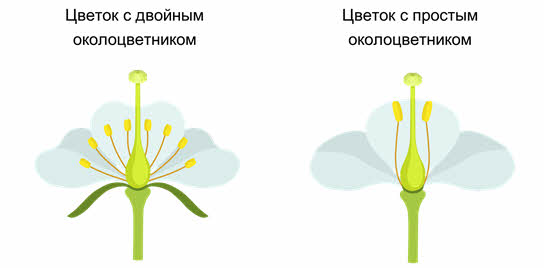 Отметь соответствующие изображения цветок с двойным околоцветником