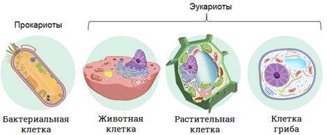 Что отсутствует у прокариотов