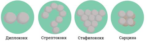 Что отсутствует у прокариотов