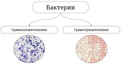 Что отсутствует у прокариотов