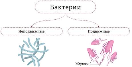 Что отсутствует у прокариотов