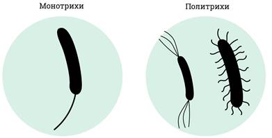 Что отсутствует у прокариотов