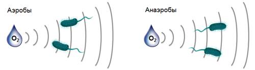 Что отсутствует у прокариотов