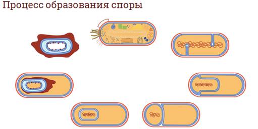 Что отсутствует у прокариотов